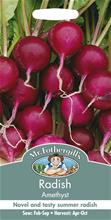 Bild Rädisa 'Amethyst'