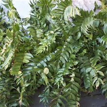 Bild Mahoniabräken 12cm kruka