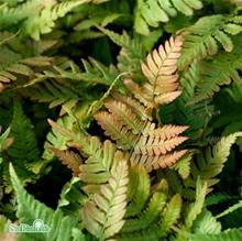 Bild Blodbräken 12cm kruka