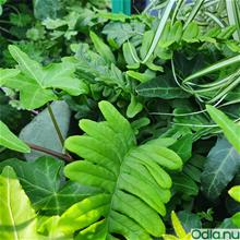 Bild Stensöta 12cm kruka