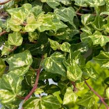 Bild Murgröna 'Golden Ingot' 12cm kruka