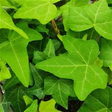 Bild Murgröna 'Goldstern' 12cm kruka