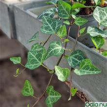 Bild Murgröna 'Grünpfeil' 12cm kruka