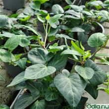 Bild Murgröna 'Tear Drop' 12cm kruka