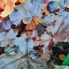 Bild Alunrot 'Black Pearl' 12cm kruka