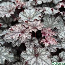 Bild Alunrot 'Blackberry Jam' 12cm kruka