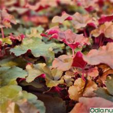 Bild Alunrot 'Creme Brulee' 12cm kruka