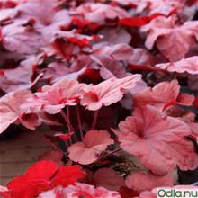 Bild Alunrot 'Forever Red' 12cm kruka