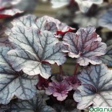 Bild Alunrot 'Season's King' 12cm kruka