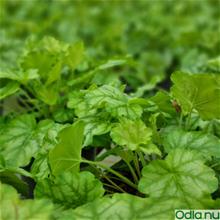 Bild Alunrot 'Tokyo' 12cm kruka