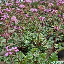 Bild Pelargon 'Pinki Pinks' 12cm kruka