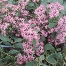 Bild Sedum 'Grand Canyon' 12cm kruka