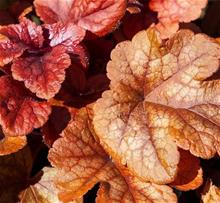 Bild Klockvippa 'Buttered Rum' 12cm kruka