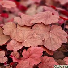 Bild Alunrot 'Carnival Cinnamon Stick' 12cm kruka