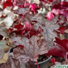 Bild Alunrot 'Toncka Frosted Caramel' 12cm kruka