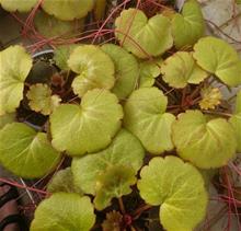 Bild Aronsskägg 'Harvest Moon' 12cm kruka