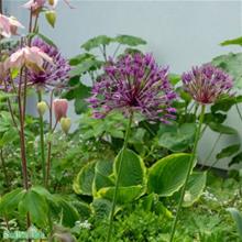 Bild Stäpplök, Allium Albopilosum, 15st