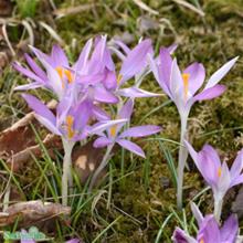 Bild Snökrokus 'Roseus', storpack 50st