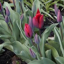 Bild Triumftulpan 'Couleur Cardinal', Storpack
