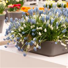 Bild Armenisk pärlhyacint mix, storpack 50st