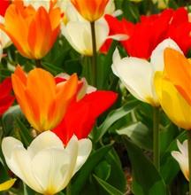 Bild Kejsartulpan 'Fosterianamix', storpack 25st