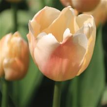 Bild Darwinhybridtulpan 'Apricot Pride' 10st