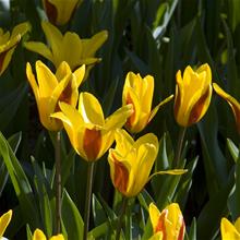 Bild Näckrostulpan 'Giuseppe Verdi' 10st