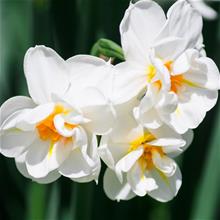 Bild Narciss 'Erlicheer' 5st