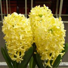 Bild Hyacint 'Yellowstone' 5st